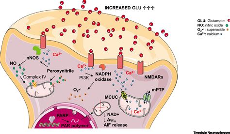  Increased glutamate manufacturing is widely known as glutamate-induced neurodegeneration